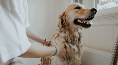 Pet Grooming Pet Grooming